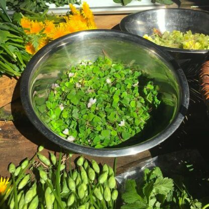 wild spring greens