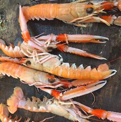 langoustines