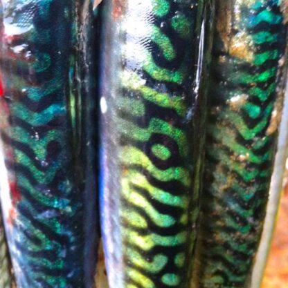 iridescent mackerel