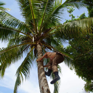 Climbing Coconut Palm on island in panama