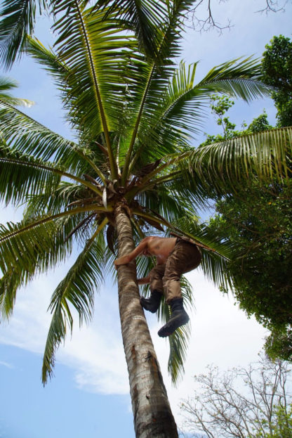 Climbing Coconut Palm on island in panama