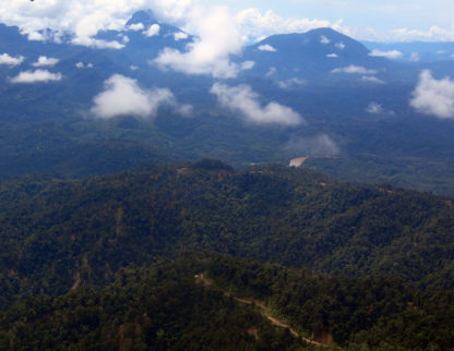 jungle aerial view