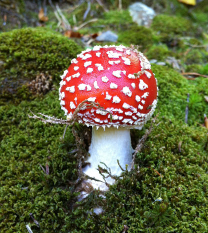 Fly amanita (Amanita muscaria)