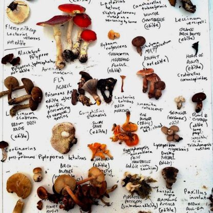 fungi board