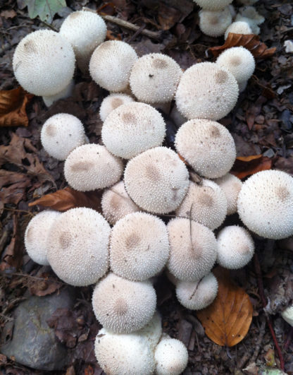 Common puffball (Lycoperdon perlatum)