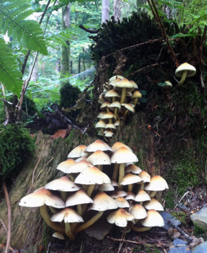 Sulphur Tuft mushroom (Hypholoma fasciculare)