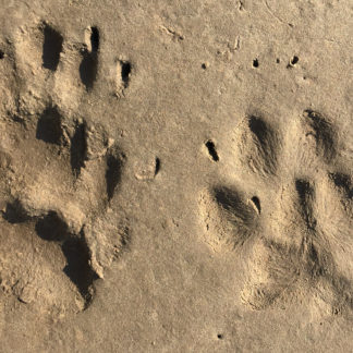 badger and fox tracks