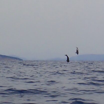 dolphins jumping