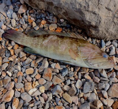 fish supper