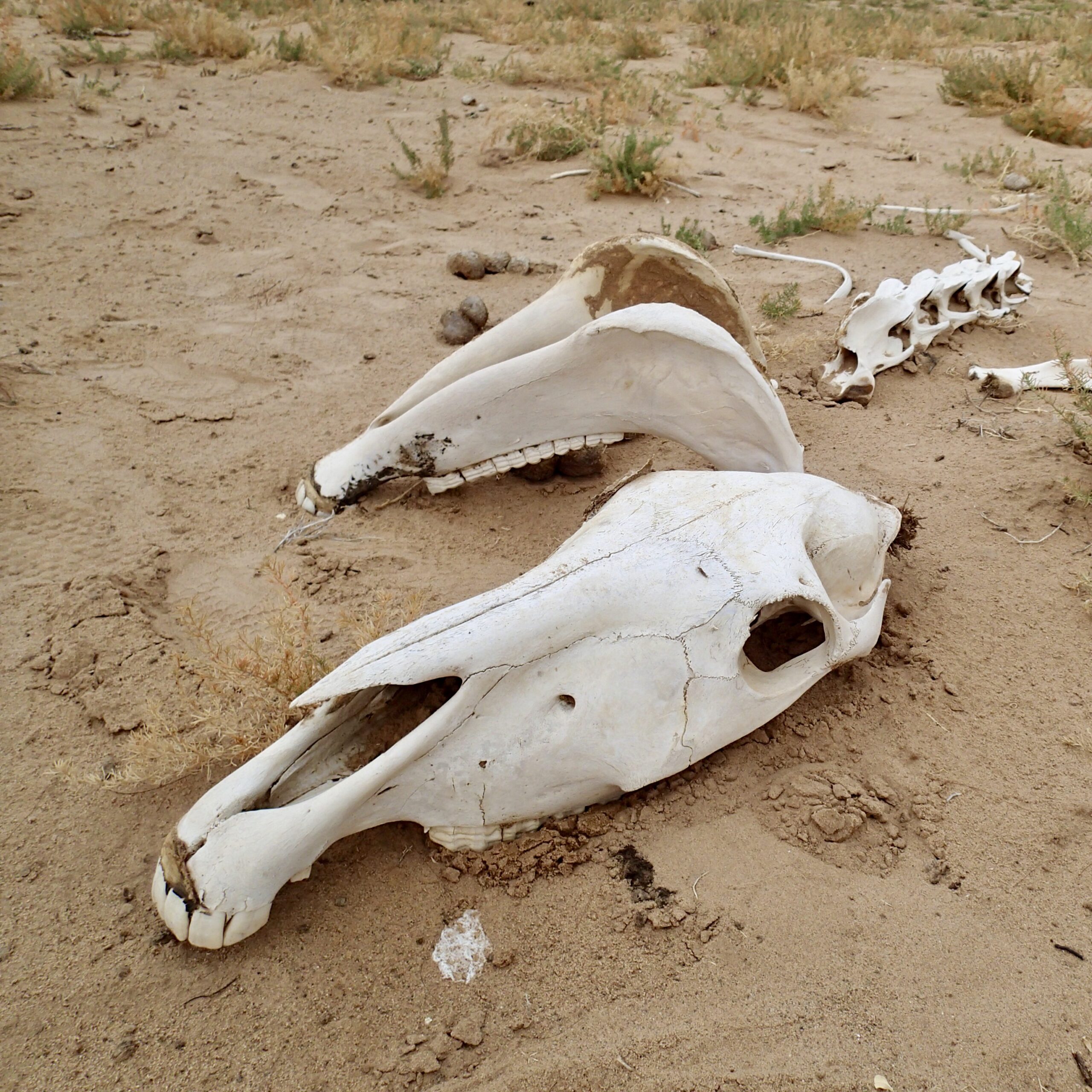 Desert - Module 1: Planning, Preparation & Medical - Wild Human Desert - Module 1: Planning, Preparation & Medical - Wild Human